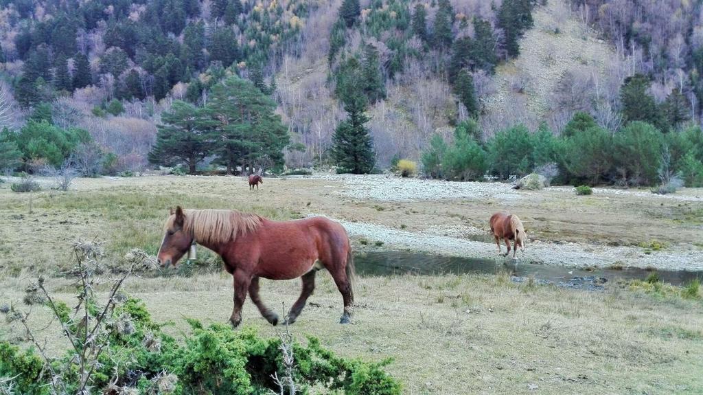 Sisquet Apartaments Erillavall Esterno foto